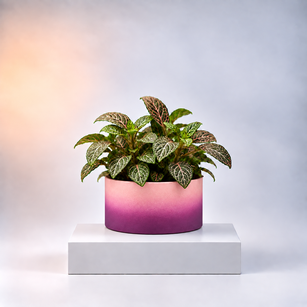 Aura Ombre